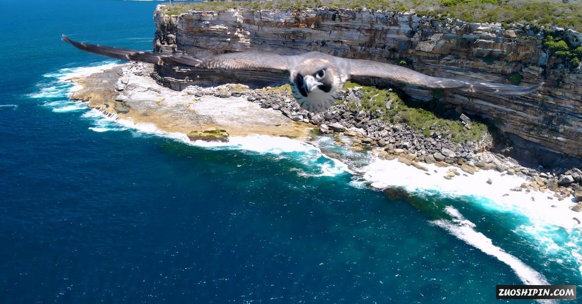 3333647|海滨山崖和海鸥飞鸟航拍4K视频素材插图