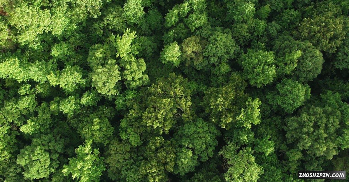 2491282|鸟瞰航拍绿色的树林森林风景4K视频素材插图