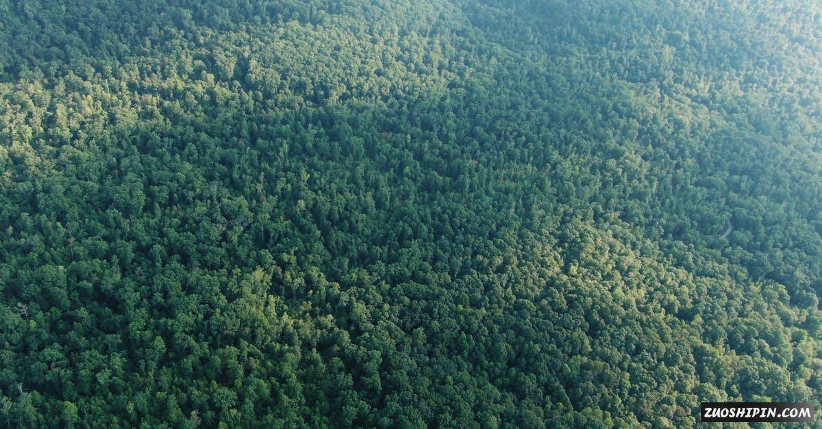 2878081|拍摄被阳光照射的绿色森林4K免费素材视频插图