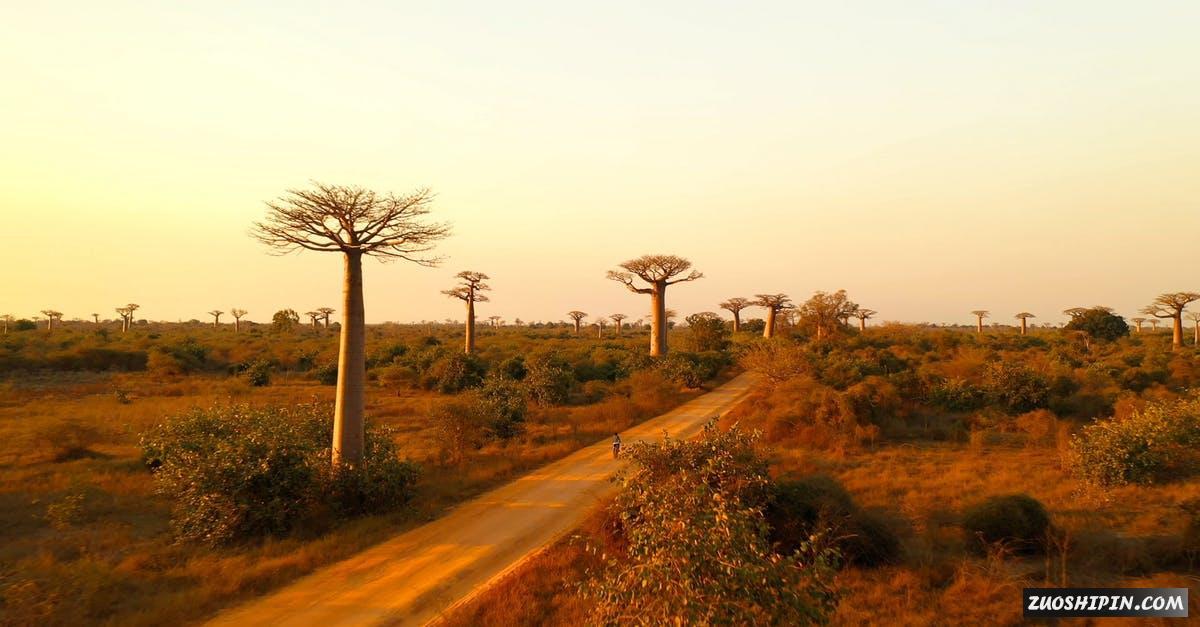 3222549|航拍沙漠中的灌木丛面包树4K视频素材插图