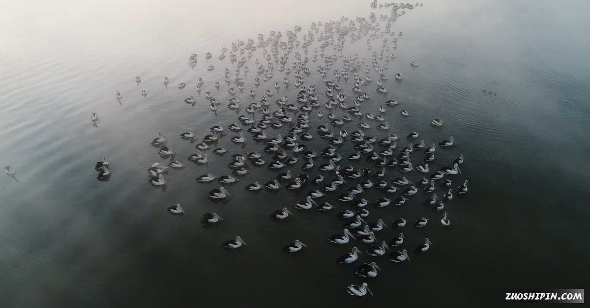 3333692|水上的一群鹈鹕航拍视频素材插图