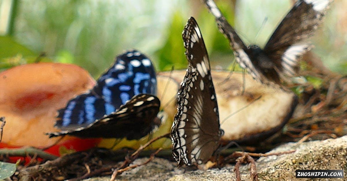 854865|地面美丽的蝴蝶微距特写4K视频素材插图