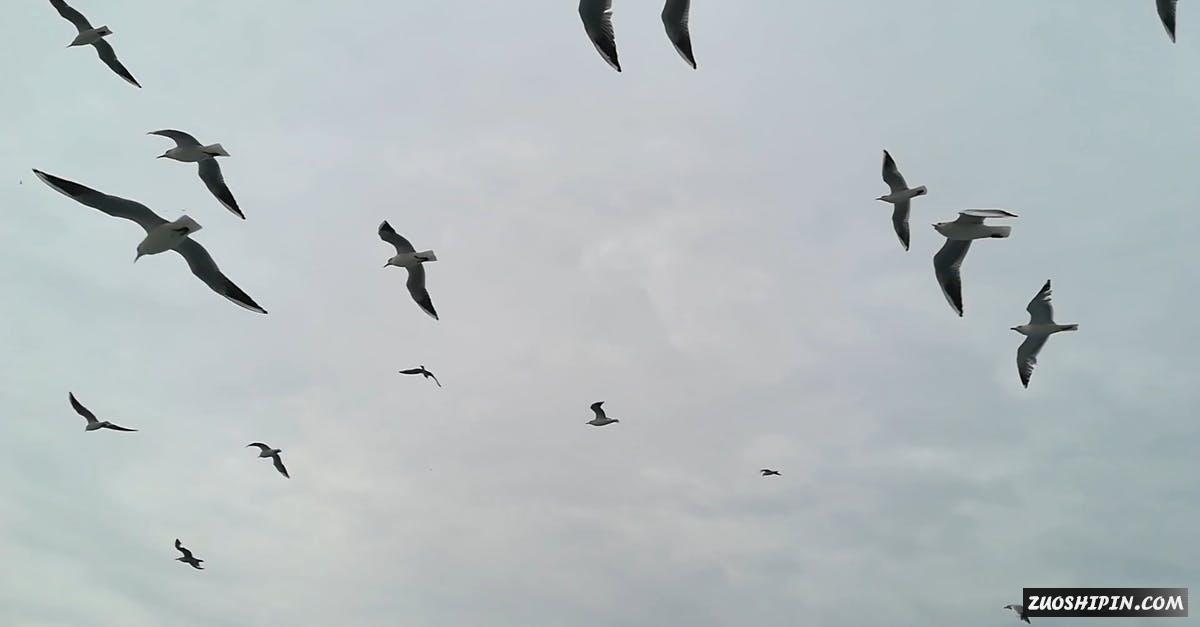 3320544|天空飞翔的海鸥鸟类视频资料插图