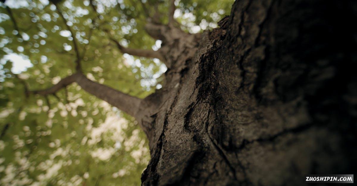 2958503|低角度仰拍大树的树干4K视频素材插图