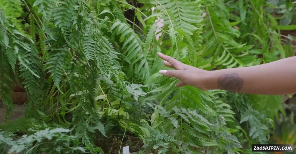 3252654|有关园林植物的女人,抚摸植物4K视频素材插图